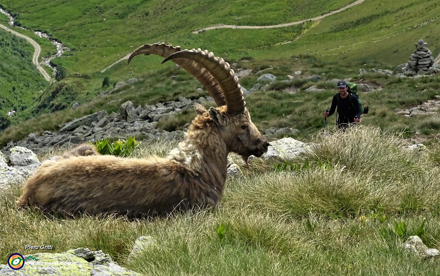 06 In compagnia degli stambecchi.JPG